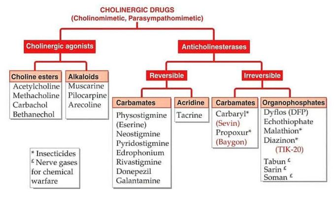 Pharmacology ... cholinergic drugs