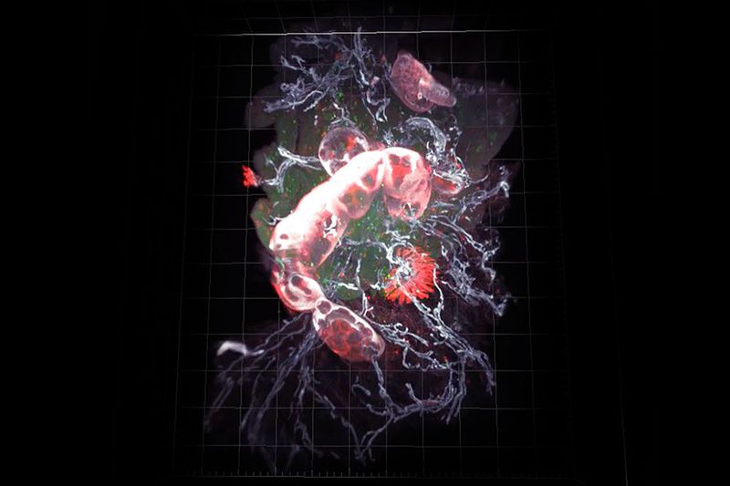 New study reveals gut segments organized by function, and opportunities for better drug design - News New study reveals gut segments organized by function, and opportunities for better drug design - News