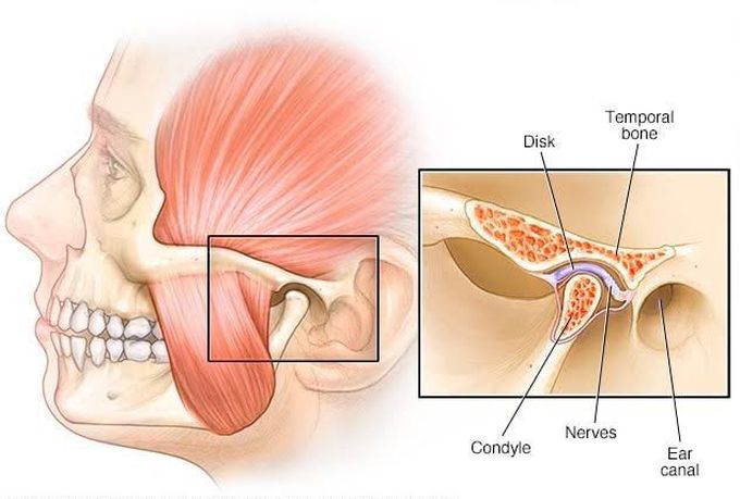 TMJ general anatomy