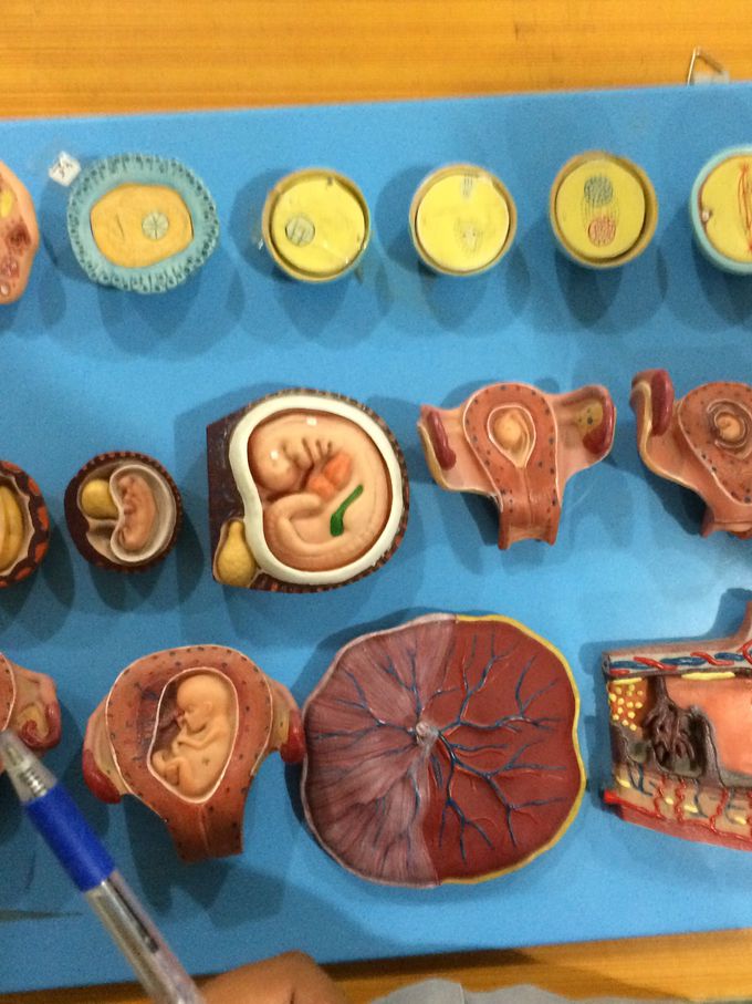 Developing embryo