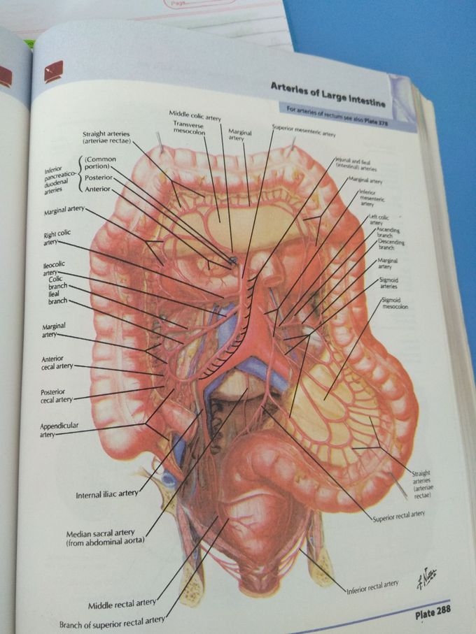 Anatomy artery
