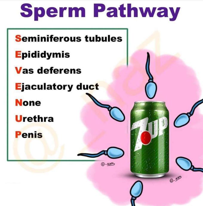 Male reproductive system