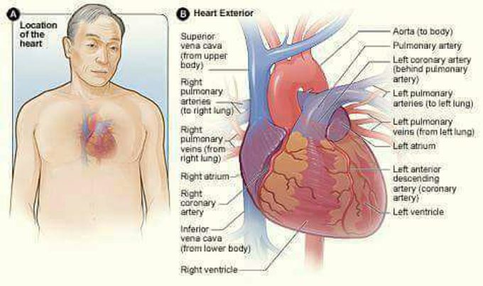 This is the classifaction on Heart