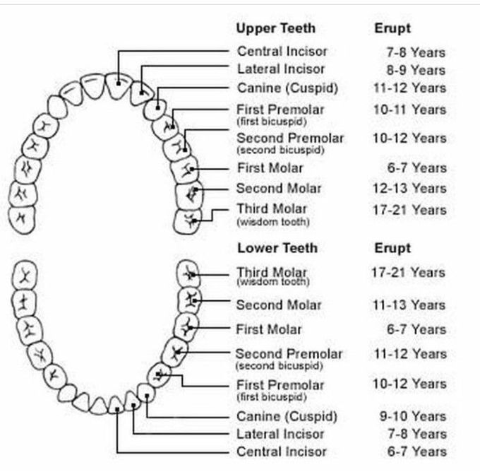 Timeline of Permanent Teeth Eruption
