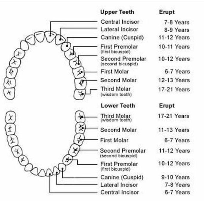 Timeline Of Permanent Teeth Eruption Medizzy