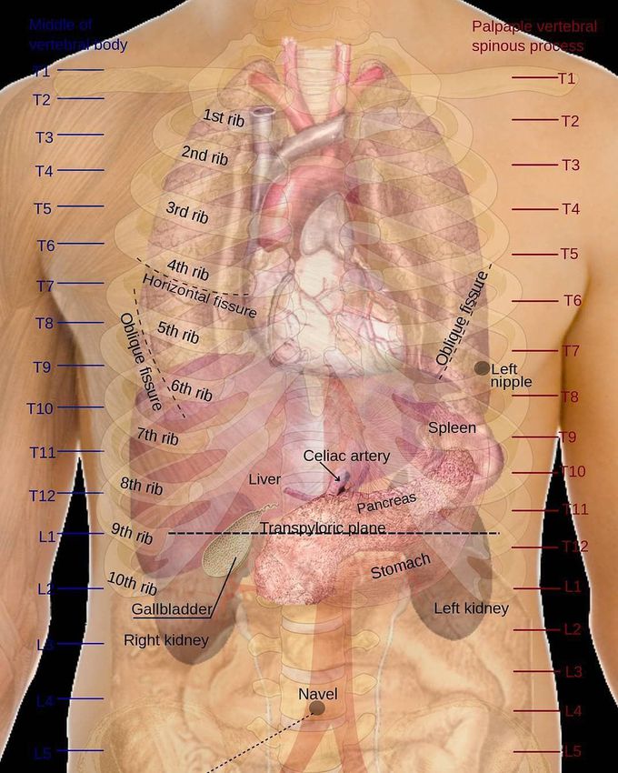 Human body diagram