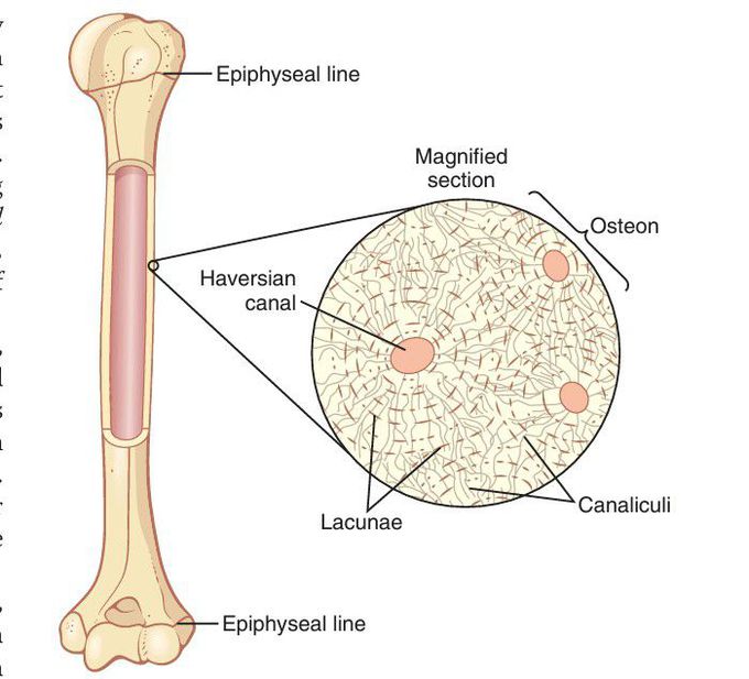 Bone (physiology)