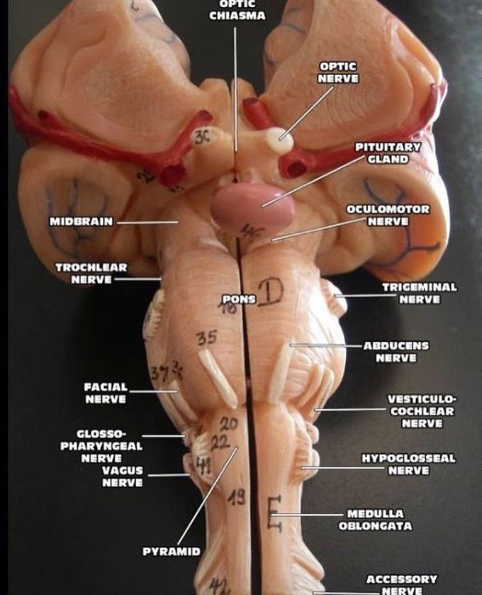 Brain stem