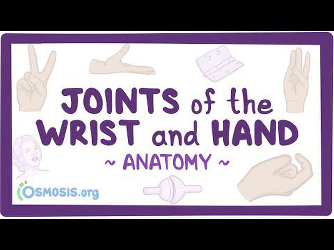 Joints of the wrist and hand: Anatomy