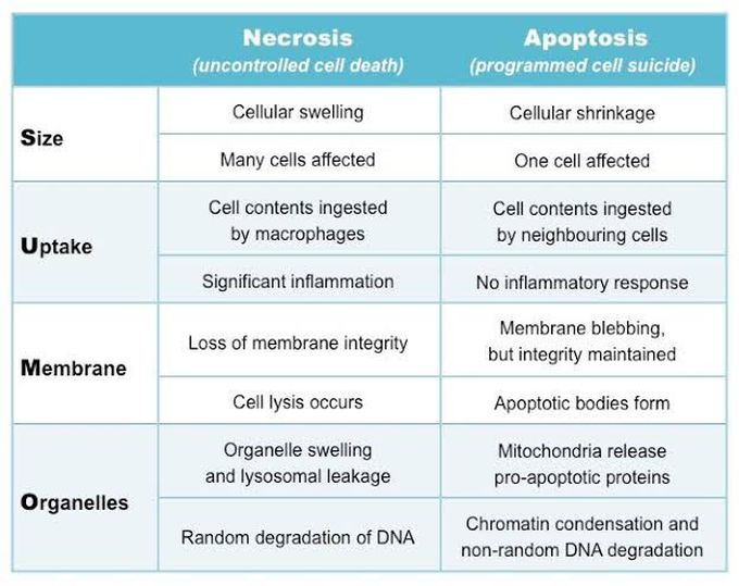 Necrosis vs Apoptosis