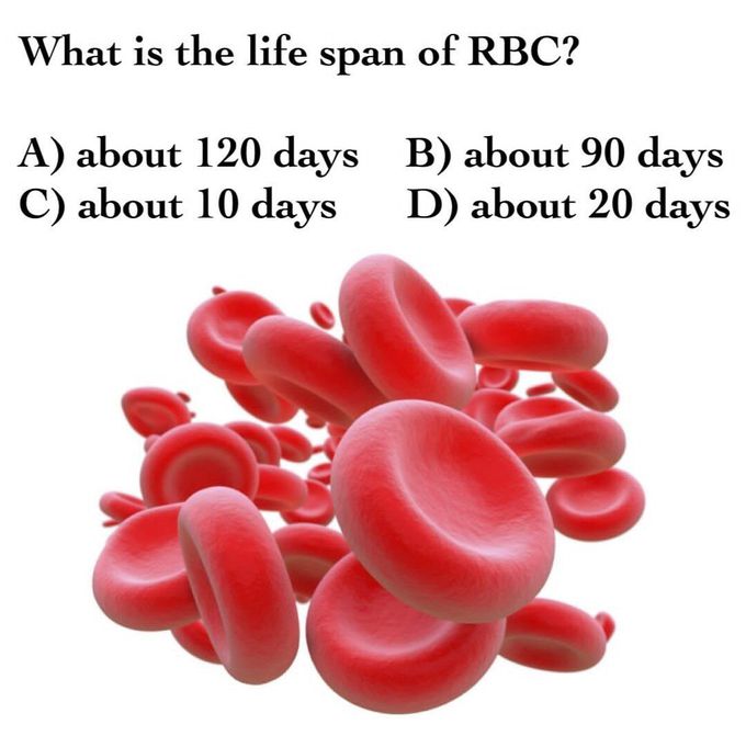 Life Span of RBC