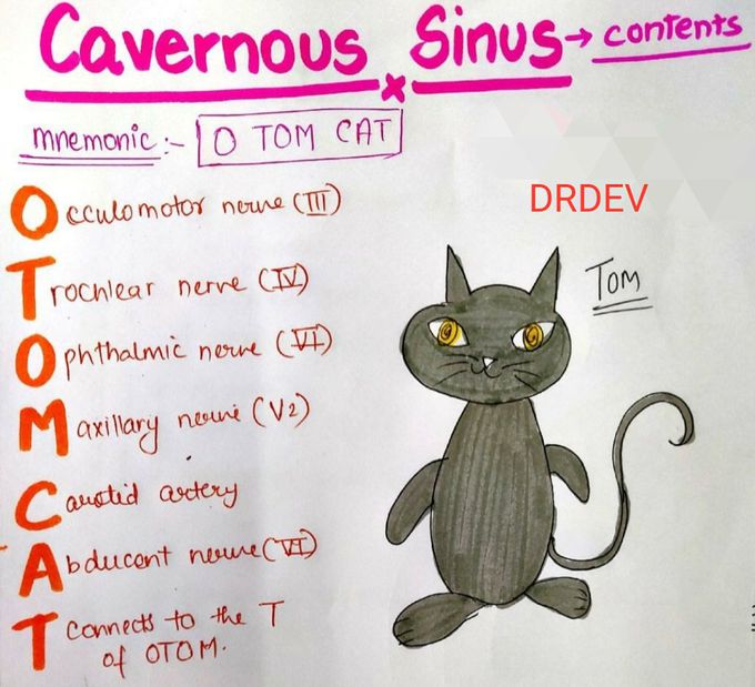 Carvenous sinus