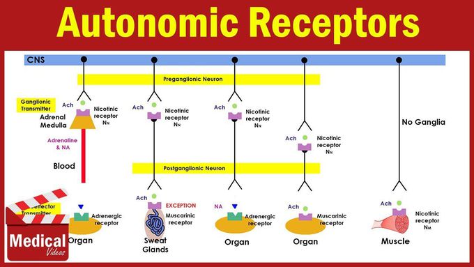 Introduction to Autonomic Receptors