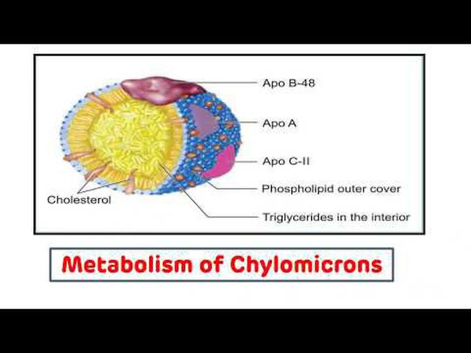 Discussion of metabolism of chylomicrons