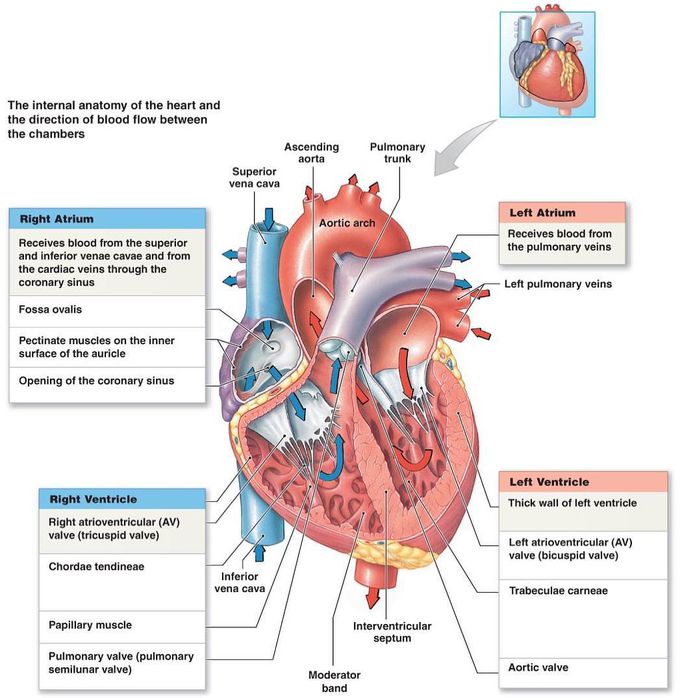 Anatomy of Heart (internal Structure)