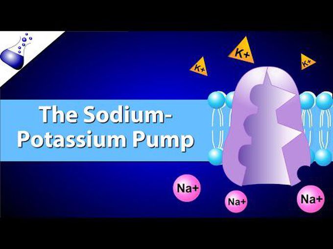 Active Transport and 
Sodium - Potassium Pump