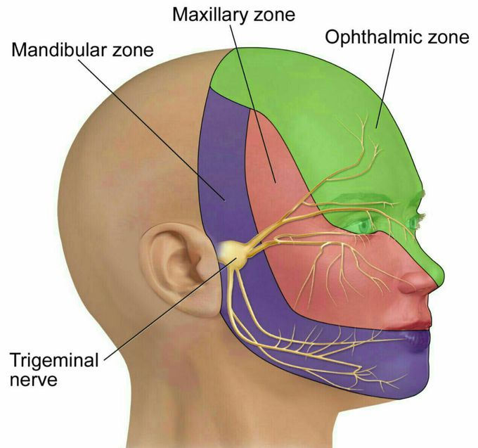 The trigeminal nerve is the largest and most complex of the 12 cranial nerves.
The trigeminal nerve (the fifth cranial nerve) is a nerve responsible for sensation in the face and motor functions such as biting and chewing. Its name derives from the fact that each of the two nerves (one on each side of the pons) has three major branches: the ophthalmic nerve (V1), the maxillary nerve (V2), and the mandibular nerve (V3). The ophthalmic and maxillary nerves are purely sensory, whereas the mandibular nerve supplies motor as well as sensory (or "cutaneous") functions.
