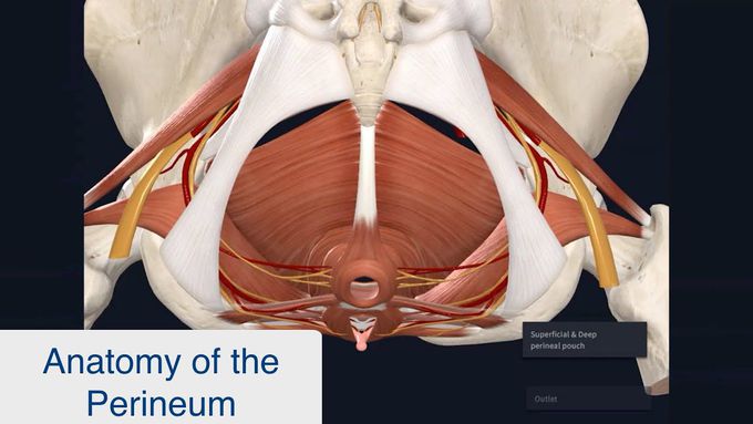 Anatomy of the Perineum (3D tutorial)