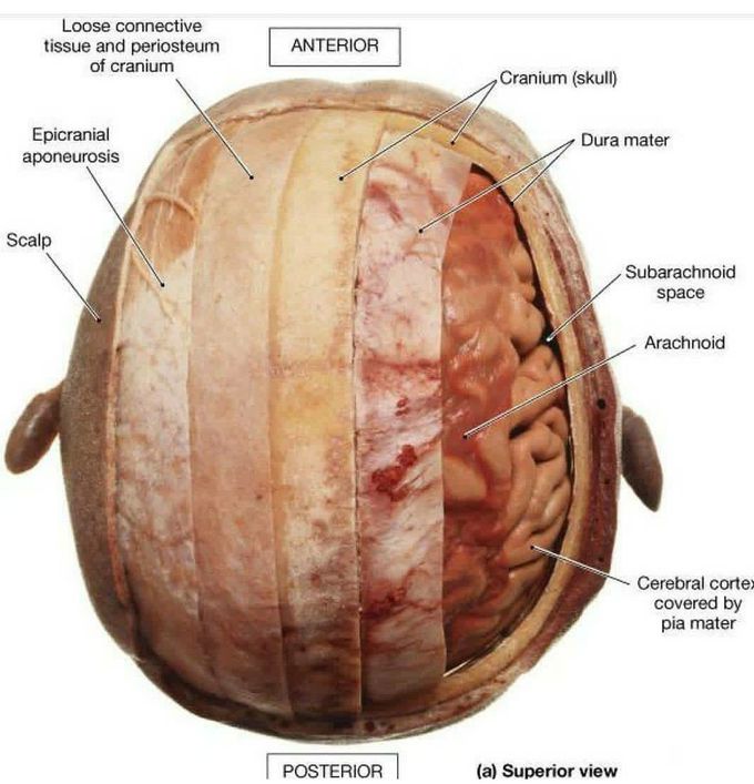 Brain membrane