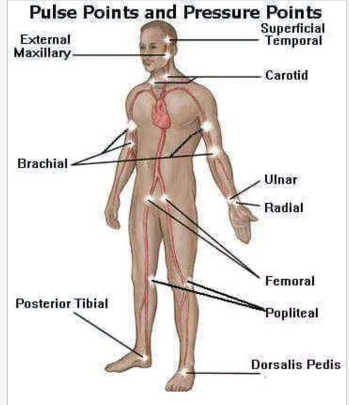 What Do Pulse Point Mean