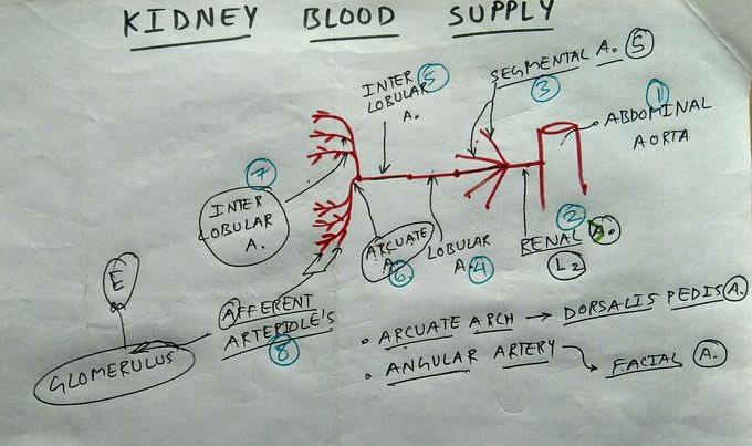 Renal artery branche's