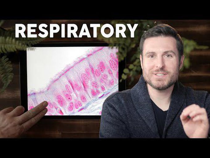 Histology of the Respiratory System