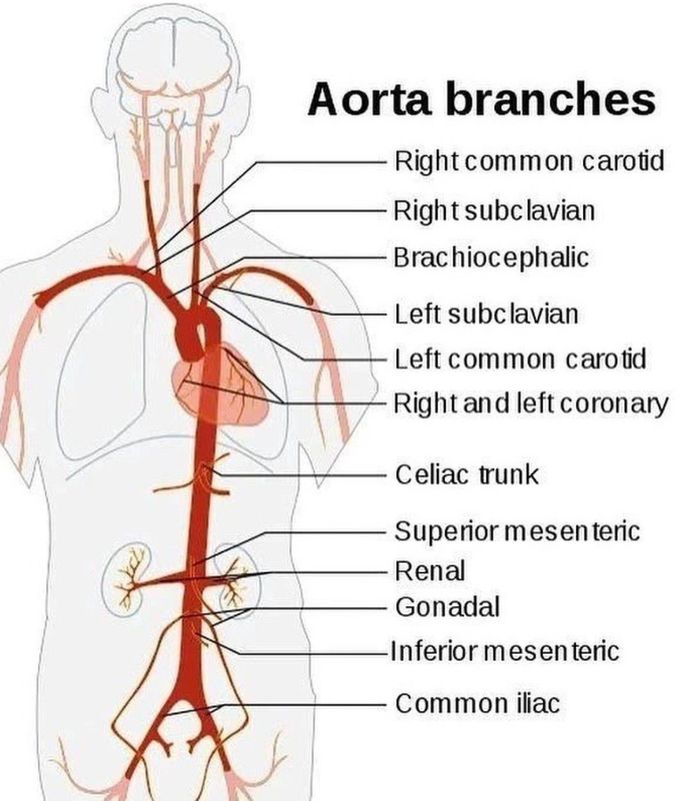 Aorta Branches