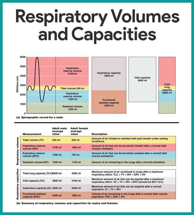 Respiratory volumes and capacities