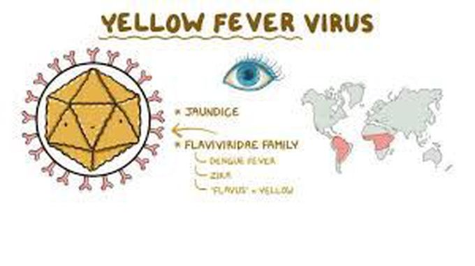 Yellow fever