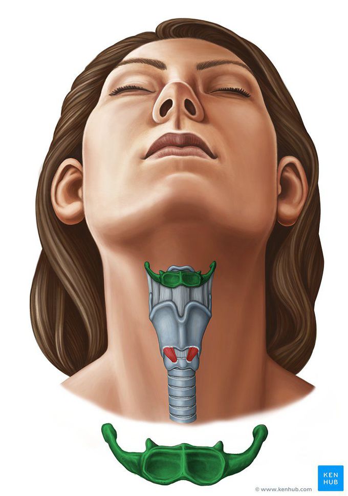 Hyoid bone