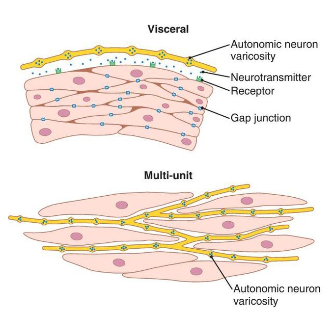 Smooth muscle innervation