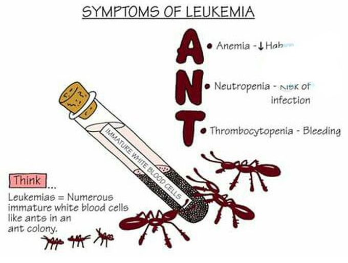 Remember Symptoms of leukemia like A-N-T.