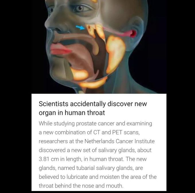 Human throat