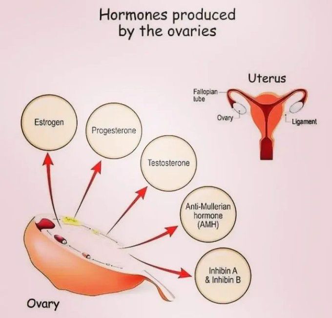Hormones produced by ovaries