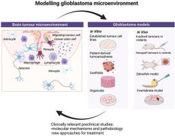 Modelling the microenvironment of the most aggressive brain tumours for preclinical studies