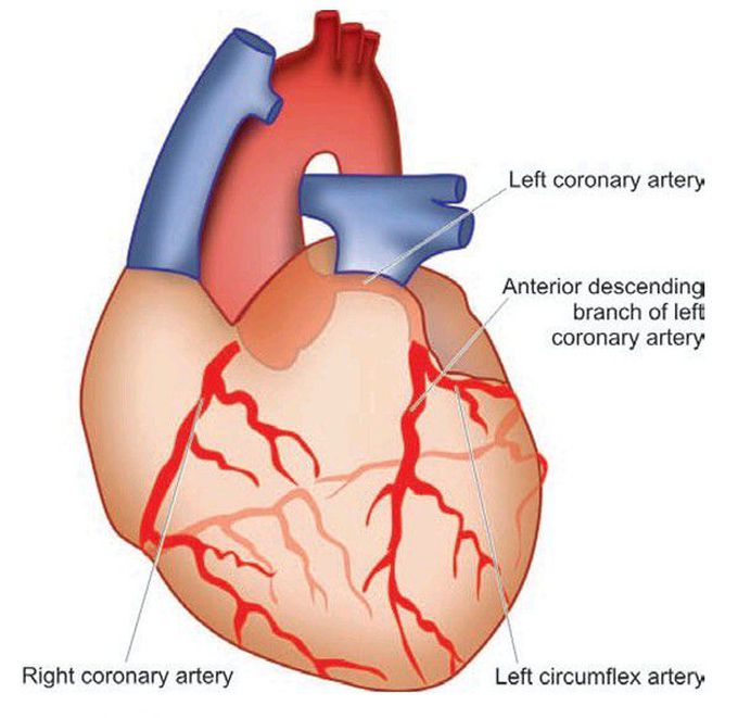 Blood supply of heart