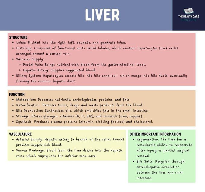 Accessory Organs of the Digestive System III