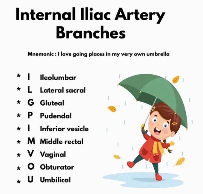 Branches of Internal Iliac Artery
