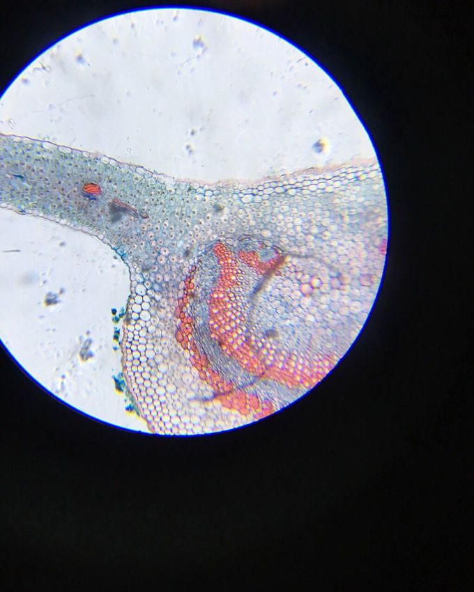 Jasmine in microscope