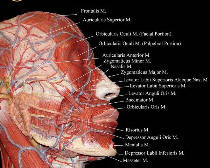 Facial muscles - MEDizzy