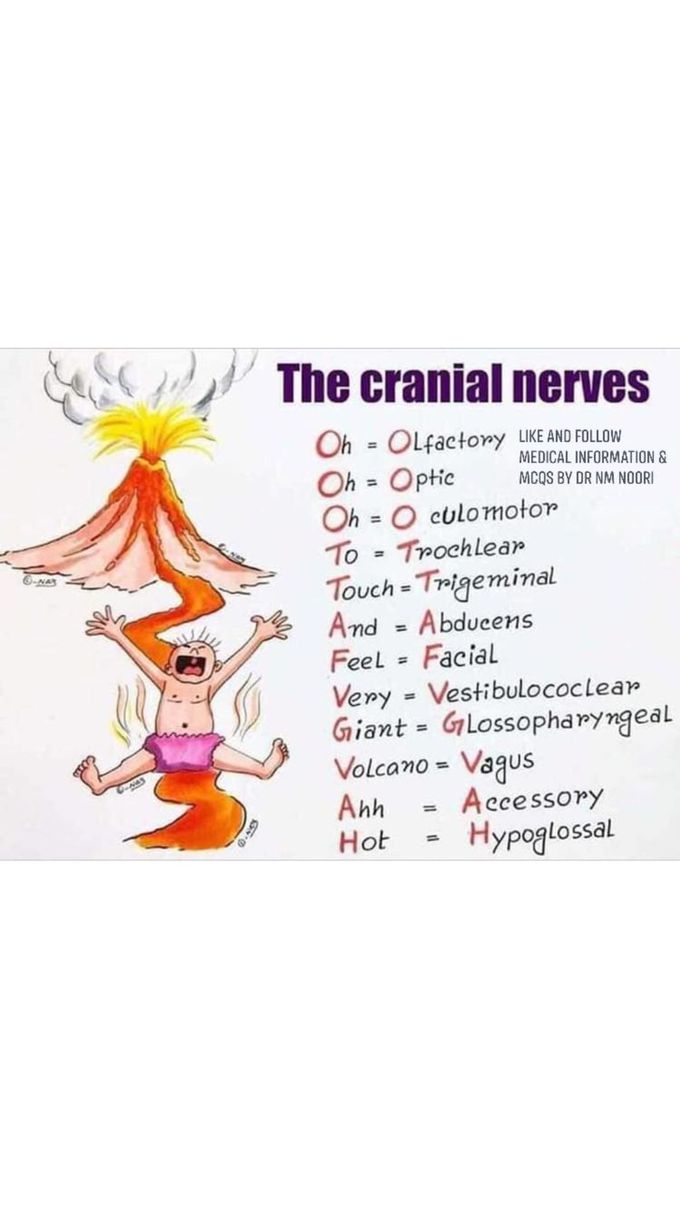 The cranial nerves
