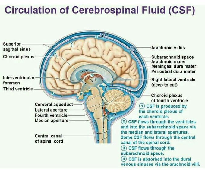 Cns jenral