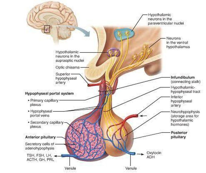 Hypothalamus and Pituitary Gland anatomy