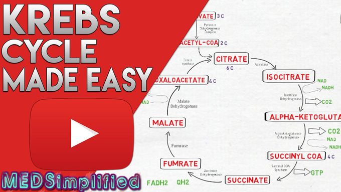 Tricarboxylic Acid Cycle- overview