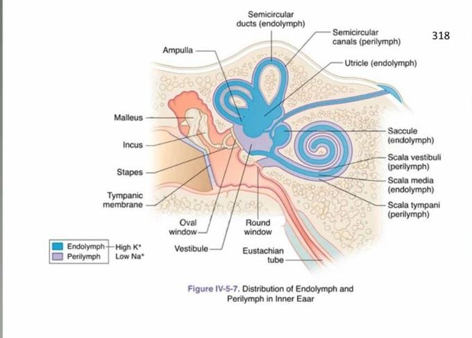 Distribution of endo and perilymph