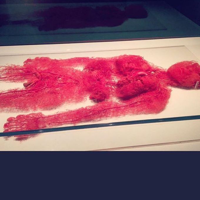 Human vascular system