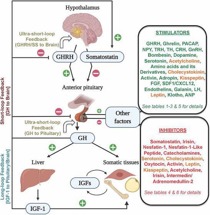 Regulation of growth hormone