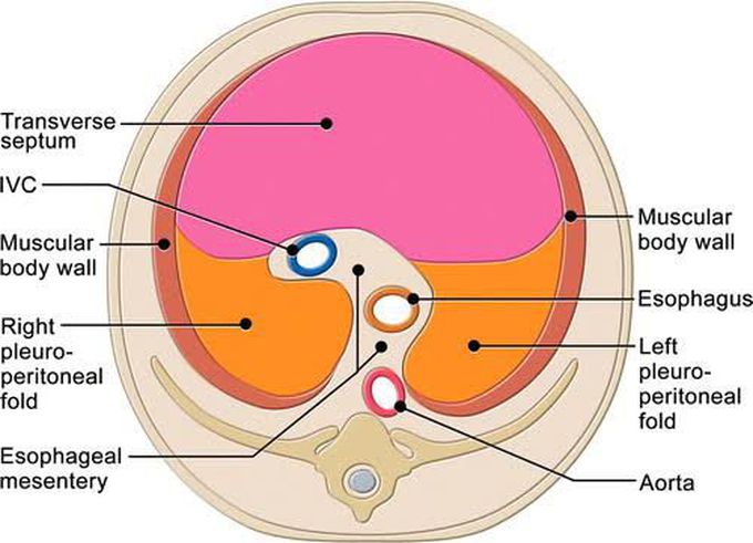 Septum transversum