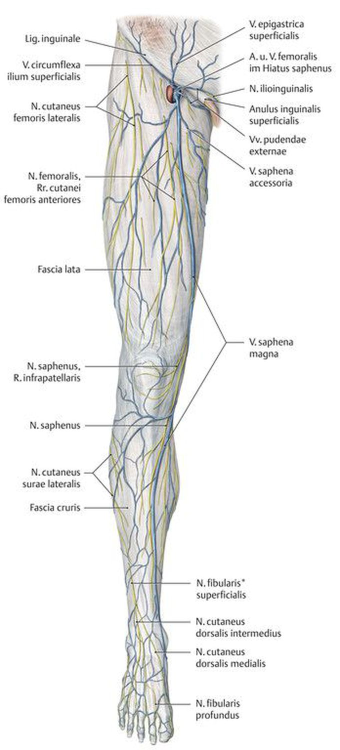 Veins of the lower limb