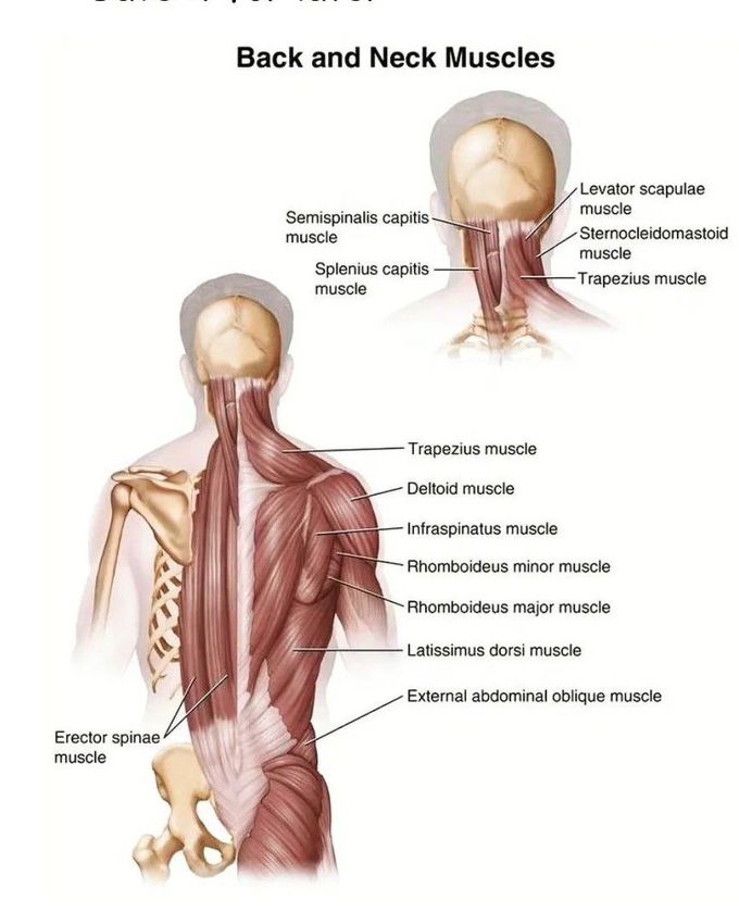 Back and Neck Muscles